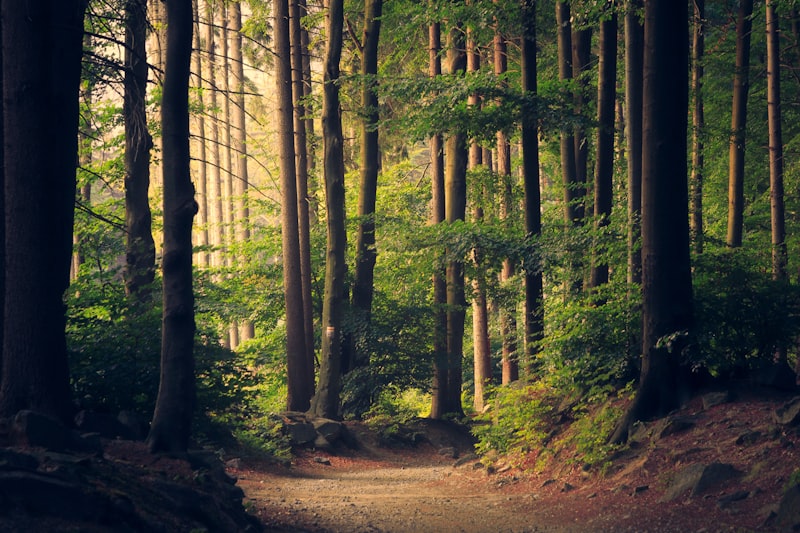 Path through a forest